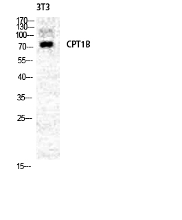 Fig.2. Western Blot analysis of NIH-3T3 cells using CPTI-M Polyclonal Antibody diluted at 1:2000.