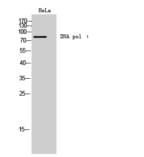 Fig. Western Blot analysis of HeLa cells using DNA pol ι Polyclonal Antibody.