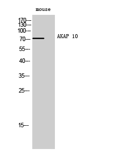 Fig. Western Blot analysis of Mouse cells using AKAP 10 Polyclonal Antibody.