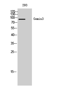 Fig. Western Blot analysis of 293 cells using Gemin3 Polyclonal Antibody.