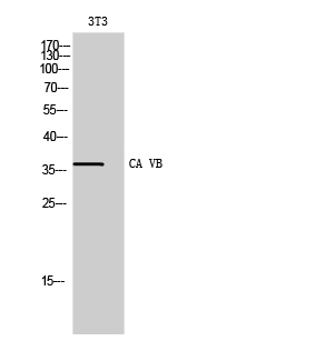 Fig. Western Blot analysis of 3T3 cells using CA VB Polyclonal Antibody.