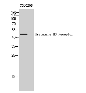 Fig. Western Blot analysis of COLO205 cells using Histamine H3 Receptor Polyclonal Antibody.
