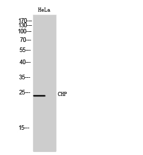 Fig. Western Blot analysis of HeLa cells using CHP Polyclonal Antibody.
