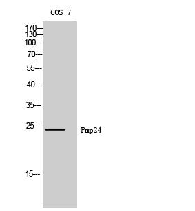 Fig. Western Blot analysis of COS-7 cells using Pmp24 Polyclonal Antibody.