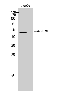 Fig. Western Blot analysis of HepG2 cells using mAChR M1 Polyclonal Antibody.