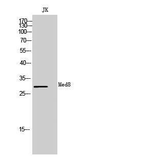 Fig. Western Blot analysis of JK cells using Med8 Polyclonal Antibody diluted at 1:500.