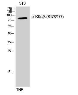 Fig.1. Western Blot analysis of NIH-3T3 cells using Phospho-IKKα/β (S176/177) Polyclonal Antibody diluted at 1:1000.