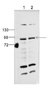 Fig.2. The picture was kindly provided by our customer,antibody was diluted at 1:500.