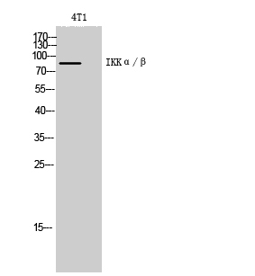 Fig. Western Blot analysis of 4T1 cells using IKKα/β Polyclonal Antibody diluted at 1:1000.