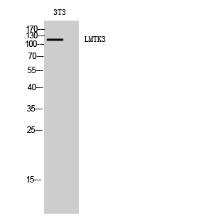 Fig. Western Blot analysis of 3T3 cells using LMTK3 Polyclonal Antibody diluted at 1:2000.