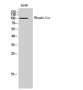 Fig. Western Blot analysis of A549 cells using Rhophilin Polyclonal Antibody.