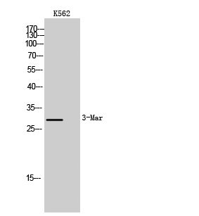 Fig. Western Blot analysis of K562 cells using MARCH3 Polyclonal Antibody.