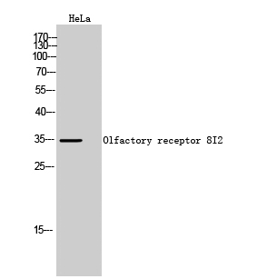 Fig. Western Blot analysis of HeLa cells using Olfactory receptor 8I2 Polyclonal Antibody.