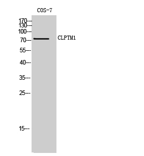 Fig. Western Blot analysis of COS-7 cells using CLPTM1 Polyclonal Antibody.