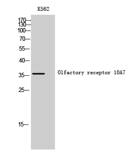 Fig. Western Blot analysis of K562 cells using Olfactory receptor 10A7 Polyclonal Antibody.