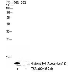 Fig.2. Western Blot analysis of 293 cells using Acetyl-Histone H4 (K12) Polyclonal Antibody diluted at 1:500. Secondary antibody (catalog#: A21020) was diluted at 1:20000.