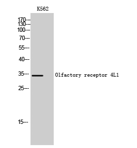 Fig. Western Blot analysis of K562 cells using Olfactory receptor 4L1 Polyclonal Antibody.