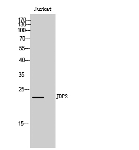 Fig. Western Blot analysis of Jurkat cells using JDP2 Polyclonal Antibody.