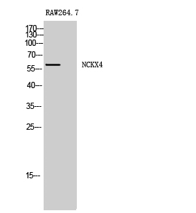 Fig. Western Blot analysis of RAW264.7 cells using NCKX4 Polyclonal Antibody.