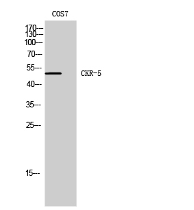 Fig. Western Blot analysis of COS7 cells using CKR-5 Polyclonal Antibody.