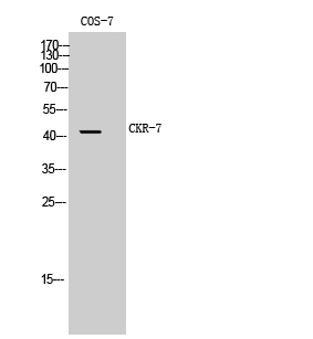 Fig. Western Blot analysis of COS-7 cells using CKR-7 Polyclonal Antibody.
