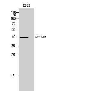 Fig. Western Blot analysis of K562 cells using GPR139 Polyclonal Antibody.