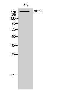 Fig. Western Blot analysis of 3T3 cells using MRP2 Polyclonal Antibody diluted at 1:1000.