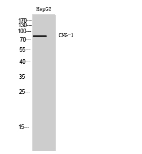 Fig. Western Blot analysis of HepG2 cells using CNG-1 Polyclonal Antibody.