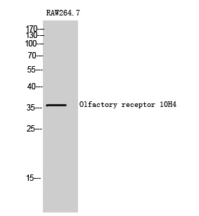 Fig. Western Blot analysis of RAW264.7 cells using Olfactory receptor 10H4 Polyclonal Antibody.