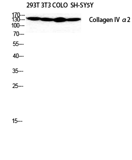 Fig.2. Western Blot analysis of SH-SY5Y 293T NIH-3T3 COLO cells using COL4A2 Polyclonal Antibody diluted at 1:2000.