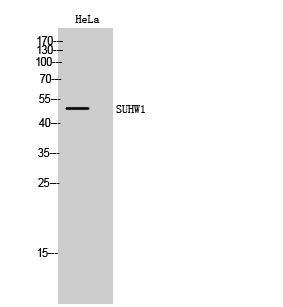 Fig. Western Blot analysis of HeLa cells using SUHW1 Polyclonal Antibody.