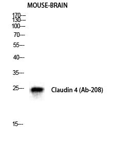 Fig. Western Blot analysis of Mouse-BRAIN cells using Claudin-4 Polyclonal Antibody diluted at 1:500.