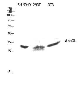 Fig. Western blot analysis of SH-SY5Y 293T 3T3 lysis using ApoOL antibody. Antibody was diluted at 1:1000.