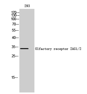 Fig. Western Blot analysis of 293 cells using Olfactory receptor 2AG1/2 Polyclonal Antibody diluted at 1:500.