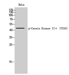 Fig. Western Blot analysis of HeLa cells using Phospho-Casein Kinase IIα (Y255) Polyclonal Antibody.