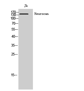 Fig. Western Blot analysis of Jk cells using Neurocan Polyclonal Antibody.