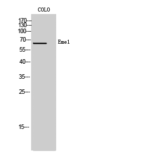 Fig. Western Blot analysis of COLO cells using Eme1 Polyclonal Antibody.