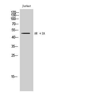 Fig. Western Blot analysis of Jurkat cells using AR α2A Polyclonal Antibody.