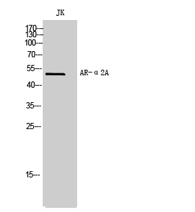 Fig. Western Blot analysis of JK cells using AR-α2A Polyclonal Antibody.