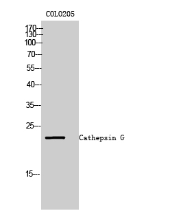 Fig. Western Blot analysis of COLO205 cells using Cathepsin G Polyclonal Antibody.