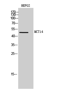 Fig. Western Blot analysis of HEPG2 cells using MCT14 Polyclonal Antibody diluted at 1:1000.
