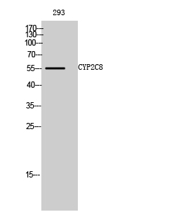 Fig. Western Blot analysis of 293 cells using CYP2C8 Polyclonal Antibody diluted at 1:1000.
