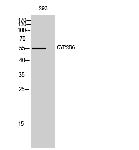 Fig. Western Blot analysis of 293 cells using CYP2B6 Polyclonal Antibody.