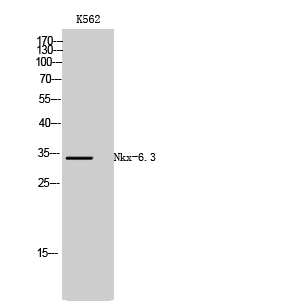 Fig. Western Blot analysis of K562 cells using Nkx-6.3 Polyclonal Antibody.