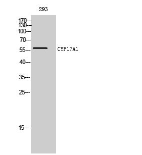 Fig. Western Blot analysis of 293 cells using CYP17A1 Polyclonal Antibody diluted at 1:2000.