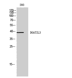 Fig.1. Western Blot analysis of 293 cells using DGAT2L3 Polyclonal Antibody diluted at 1:1000.