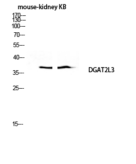Fig.3. Western blot analysis of Mouse-kidney KB lysis using DGAT2L3 antibody. Antibody was diluted at 1:1000.