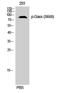 Fig. Western Blot analysis of 293 cells using Phospho-Daxx (S668) Polyclonal Antibody.