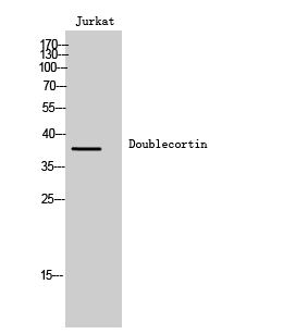 Fig. Western Blot analysis of Jurkat cells using Doublecortin Polyclonal Antibody.