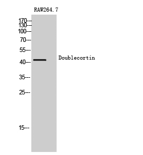 Fig.1. Western Blot analysis of RAW264.7 cells using Doublecortin Polyclonal Antibody diluted at 1:500.